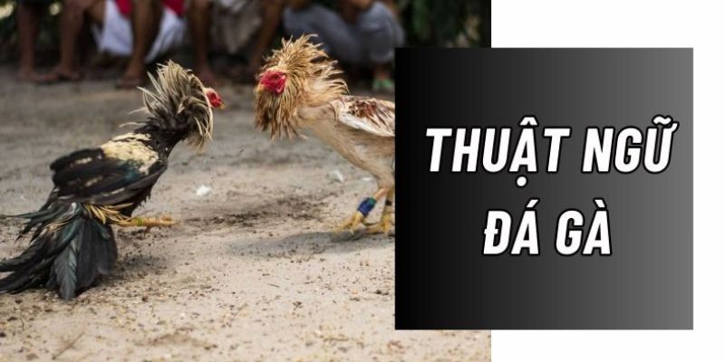thuật ngữ đá gà